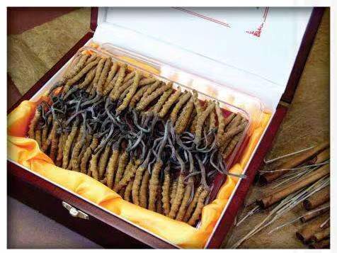 固安冬虫夏草回收